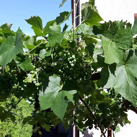 Lázár Appartamento *