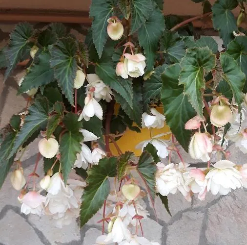 Lázár Appartamento Hévíz