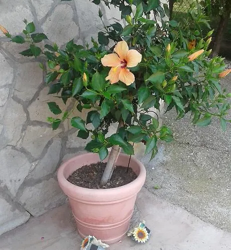 Apartament Lazar Héviz